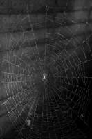 Spider in Web, b/w 2
