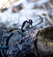 Woodpecker III - closer crop