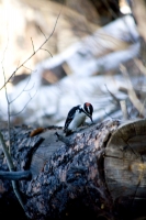 Woodpecker III