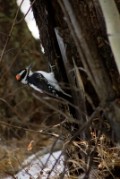 Woodpecker I - closer crop