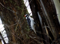 Woodpecker II - closer crop
