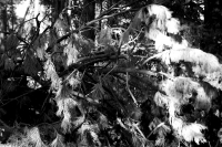 On Golden Fronds - b/w